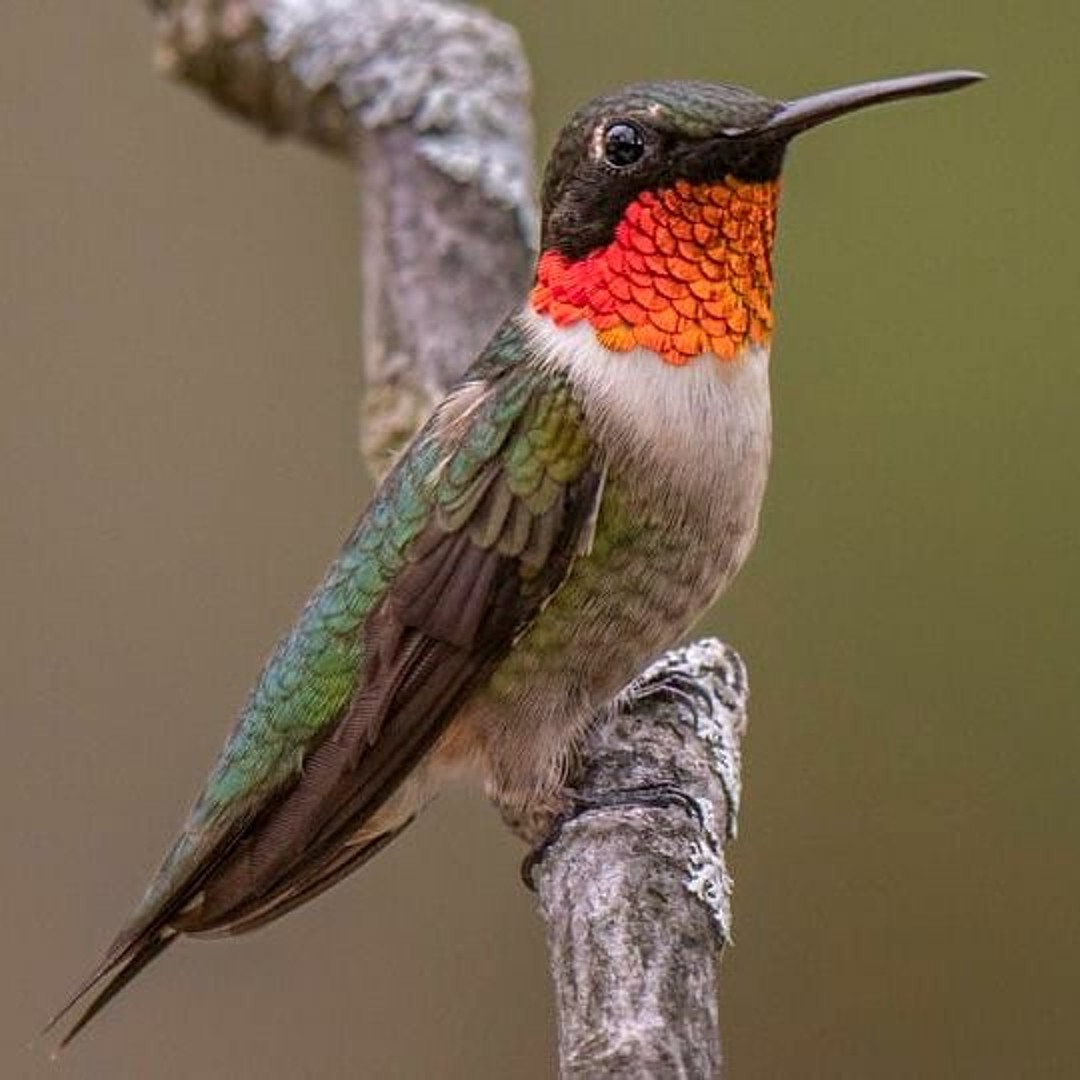Stream KRAE- THE RUBY-THROATED HUMMINGBIRD by Kenna-Rae | Listen online ...