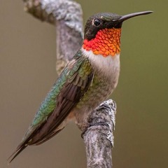 KRAE- THE RUBY-THROATED HUMMINGBIRD