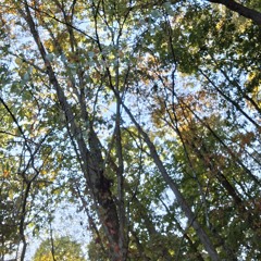 Trees Tore Down By Young Vandal