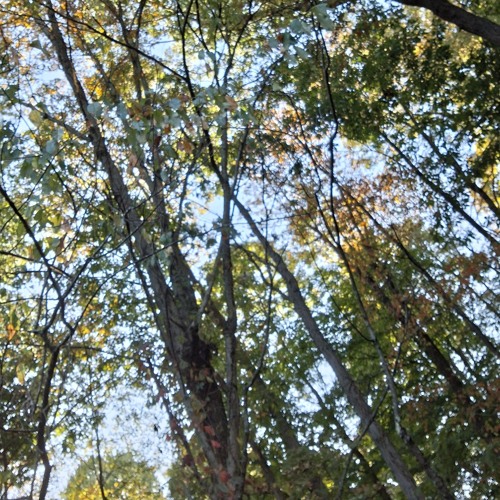 Trees Tore Down By Young Vandal