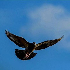 Cher Ami