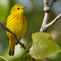 Yellow Warbler, Pelee Island, Fish Point Swamp,May6'24