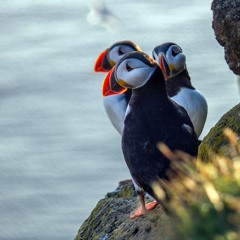 The Puffin - Jig
