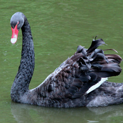 Black Bird (AVRIL23 TRIBUTE)