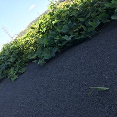 hooli mix || BWO Sessions 12/24