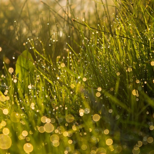 Wet Grass