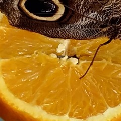 Dreams Of Tangerines