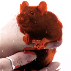 tiny fire rat (battle) - AZALI