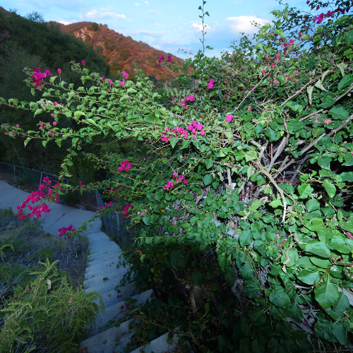 INTERRUPTION EXTENDED TRIN