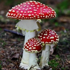 Wow Woah Shrooms