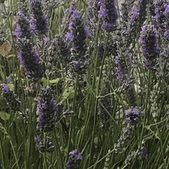 wishlane string theory slowed