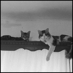 Lullaby for a cat - Epik High (cover) Female Added Version @taniajiro