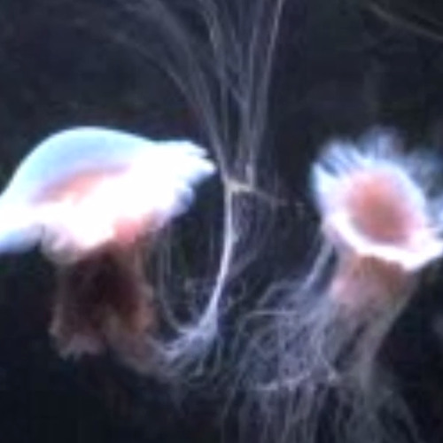 the lost dreg can (not) find the way home - P.I