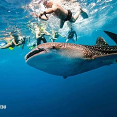Review Special Price Oslob Whale Shark Tumalog Falls Kawasan Canyoneering