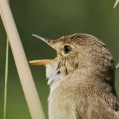 The battle of Marsh Warblers