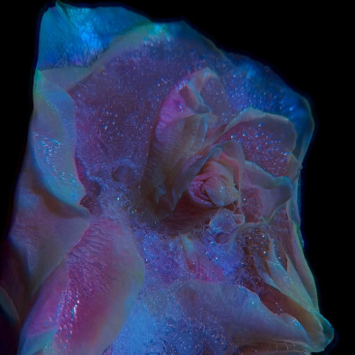 Felicie - Freak [COURTOISYD04] / Premiere