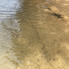 Acima do homem, os peixes