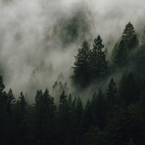Foggy Frequencies | Dec 2023