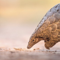 Bat Vs Pangolin