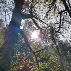 new morning (nick cave & the bad seeds cover)