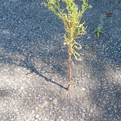 [ℝ𝕒𝕡 𝔽𝕣𝕖𝕖𝕤𝕥𝕪𝕝𝕖] ℒ𝒆𝓼 𝒆́𝓽𝓸𝓲𝓵𝒆𝓼 (𝒞𝒶𝓁𝒶𝓃𝒹𝒶𝑒)