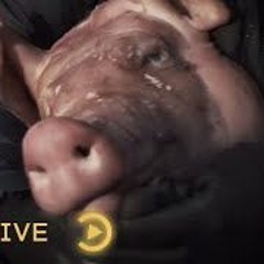 (NR) Lucii - Piggy Bank