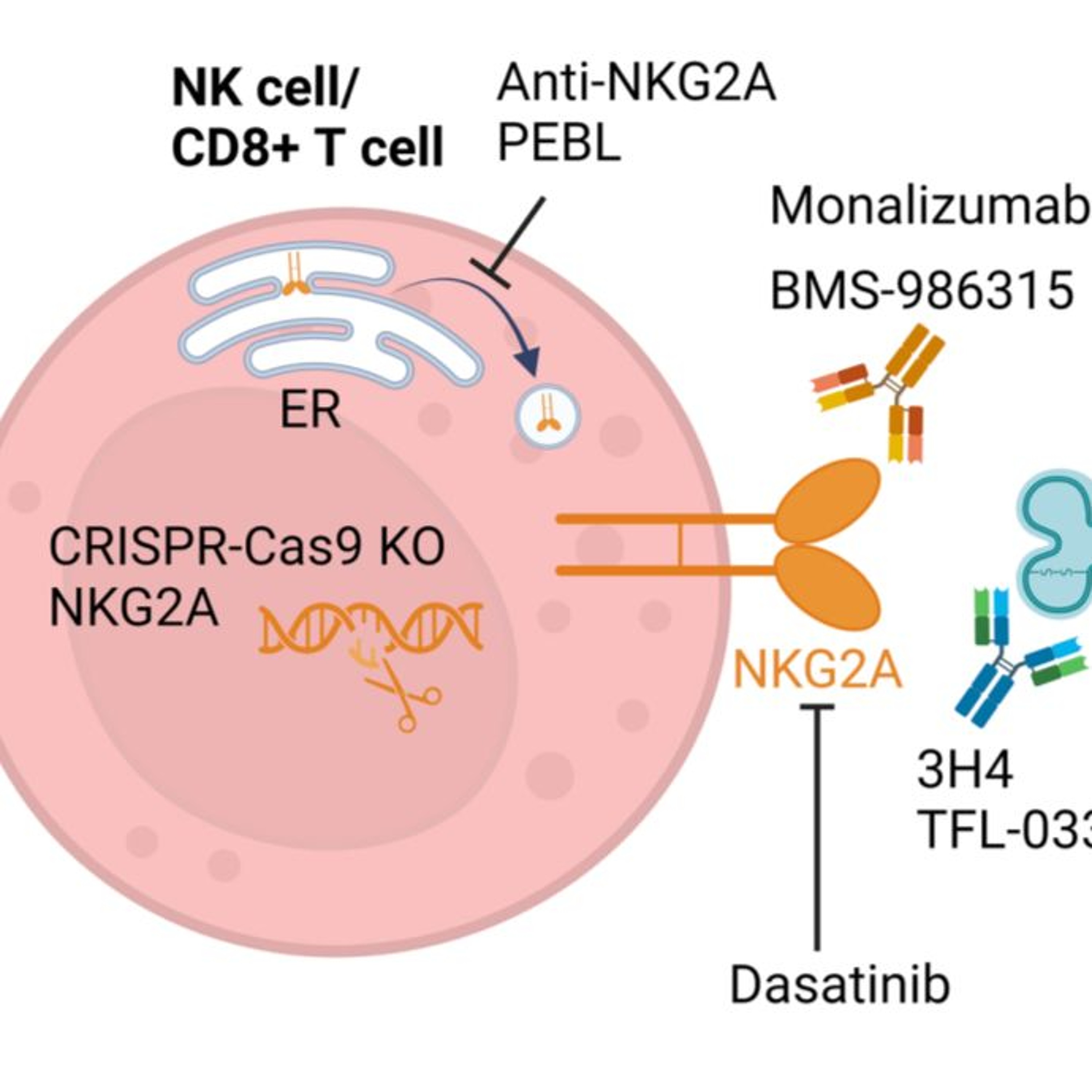 Oncotarget