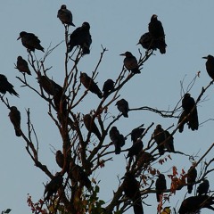 Going Toe To Toe With All These Crows