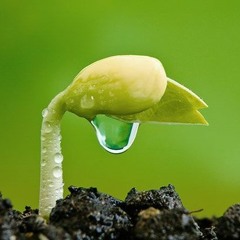 melodic Dark Techno - Aurora the Seed - ( Remix By XileF )