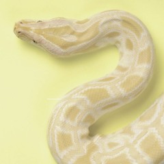 Le serpent, Chansons de la Nature - Jenni Brandon