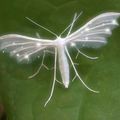 shaarksz - dunhill! (ft. jimihendrel)*leaked*