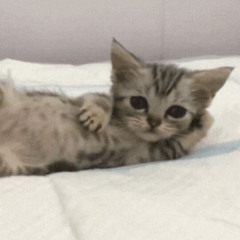 [Preview] Mood sampler “Let them make up” Album