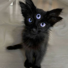 mob - 2gèéked (@47plexo @rakkz_ndo)