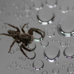 Arpeggiated Spider Web