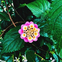 Lantana Camara
