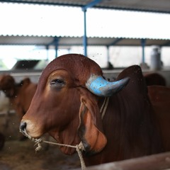 RJ-Livestock-Cattle