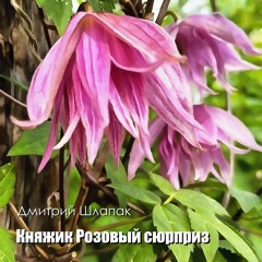 Княжик Розовый сюрприз
