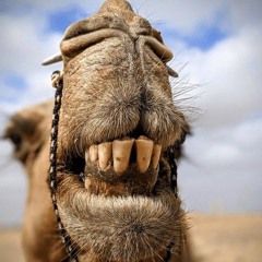 Odeur de chameau