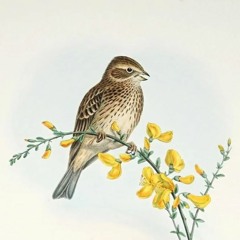 větrná píseň strnada lučního / the wind song of corn bunting