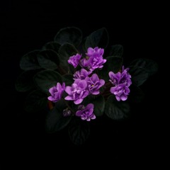 WILDFLOWER - KHDZEE