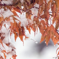 Serenity in Snow