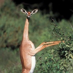 The Gerenuk Project