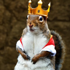 The Majestic Squirrel
