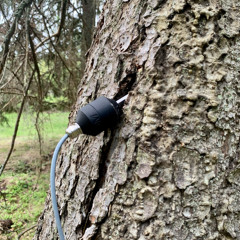 Geophone recording of Creaking Tree at Sandemar Reserve, Sweden.
