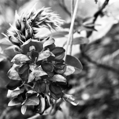 Kudzu