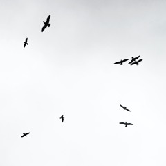 Birds Ft. Flex (Prod. Evan Dawkins)