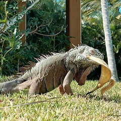 Banho De Folhas X   Your Voice (JUBECK EDIT)