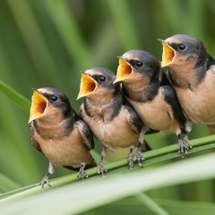 Birds In My Garden