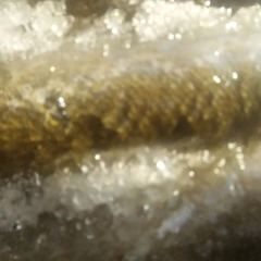 as long as there are fish in the sky