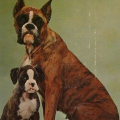 PDF/Ebook How to raise and train a boxer BY : Sara M. Barbaresi